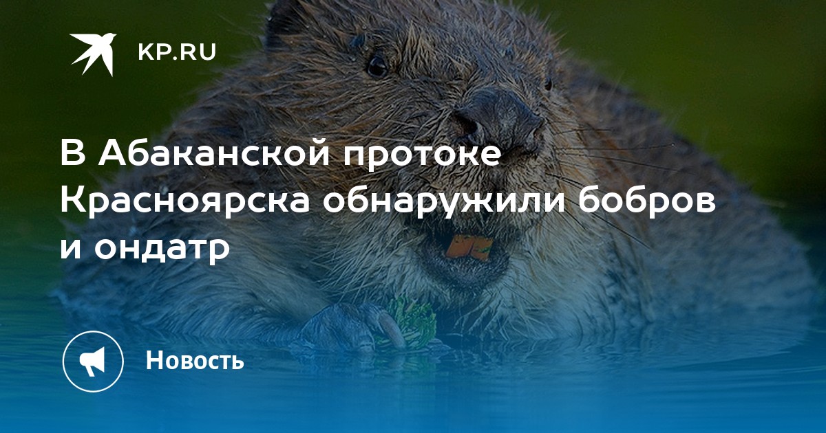 Проток красноярск. Агрессивный бобер. Вредный бобер.