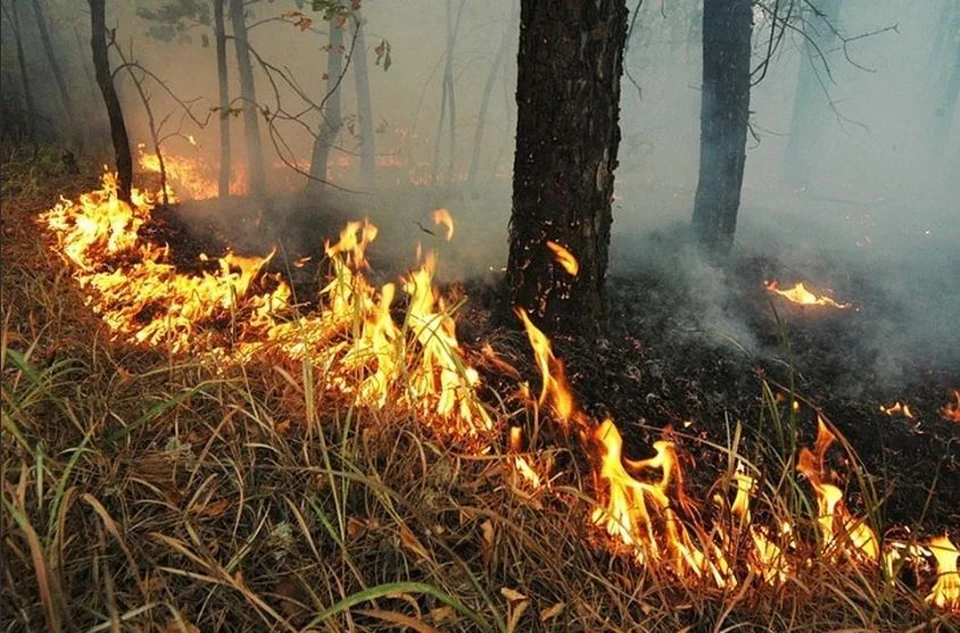 Пожарные из Коми помогут тушить пожары в лесах Красноярского края