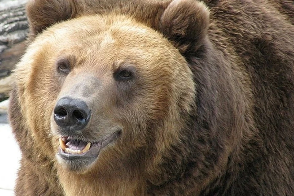 В Красноярском крае медведь задрал женщину.