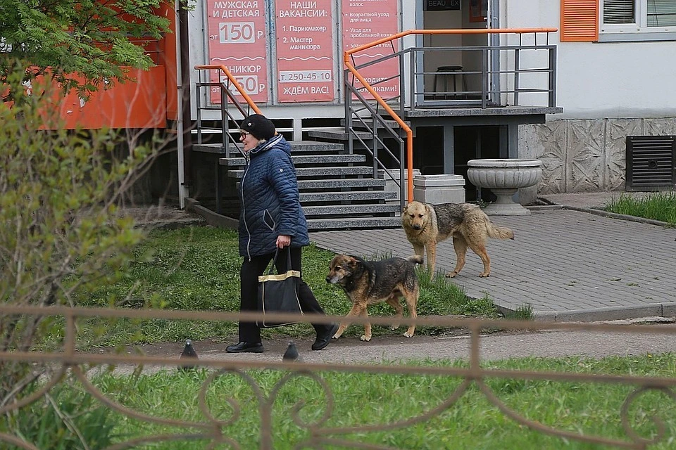 Красноярку с детьми в подъезде покусала бездомная собака.