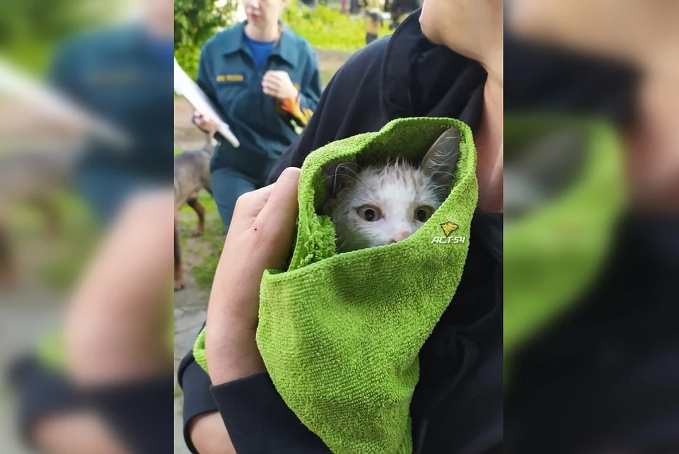 Котенка передали потом эвакуировавшимся жильцам дома.