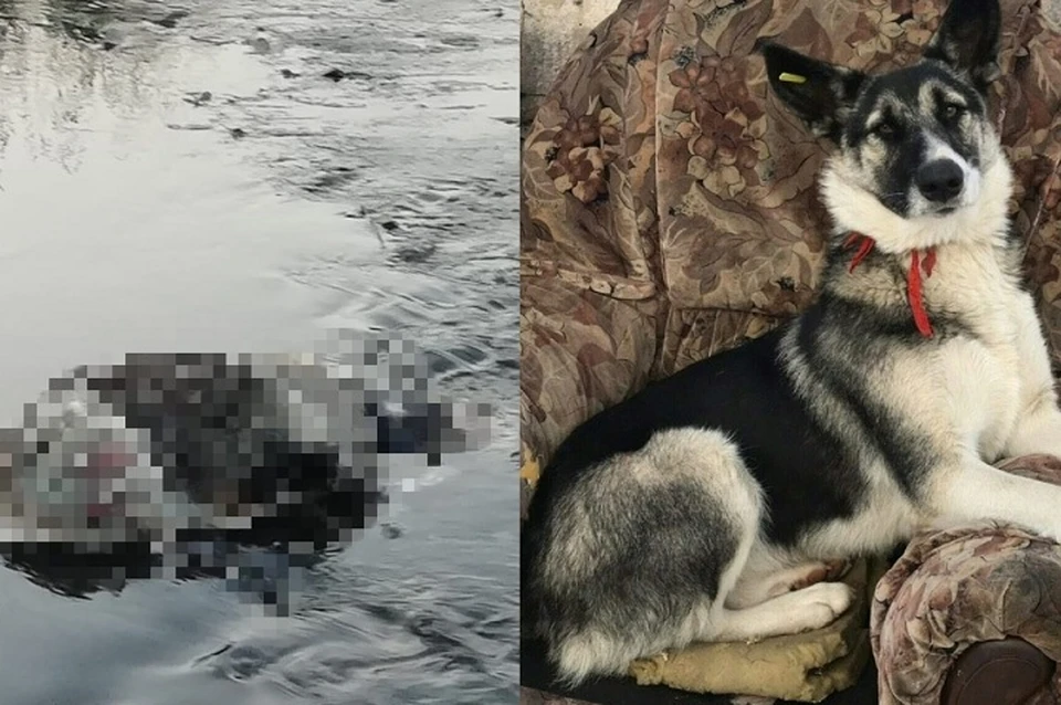Один труп пса удалось опознать - это был трехлетний дворняжка Арчи, любимец местных жителей. Фото: сообщество "Инцидент Краснотурьинск"