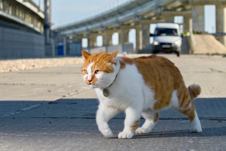 Кот покидает Крымский мост . Фото: кот Моста/VK