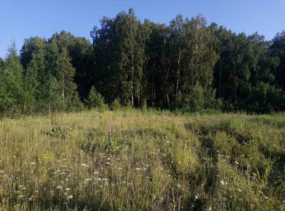 В Заводоуковске мужчина убил подругу брусом и спрятал тело в лесу. Фото - СК по Тюменской области.