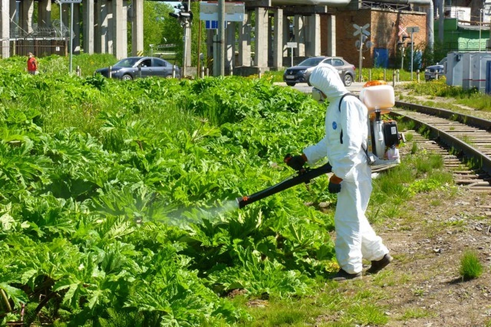 Применяемые при обработке гербициды являются безопасными для человека, животных и птиц.