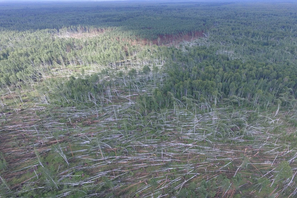 Ураганом затронута вся территория заповедника. Фото: Окский государственный биосферный заповедник