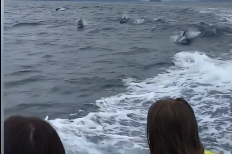 Такого количества дельфинов здесь не видели уже очень давно.