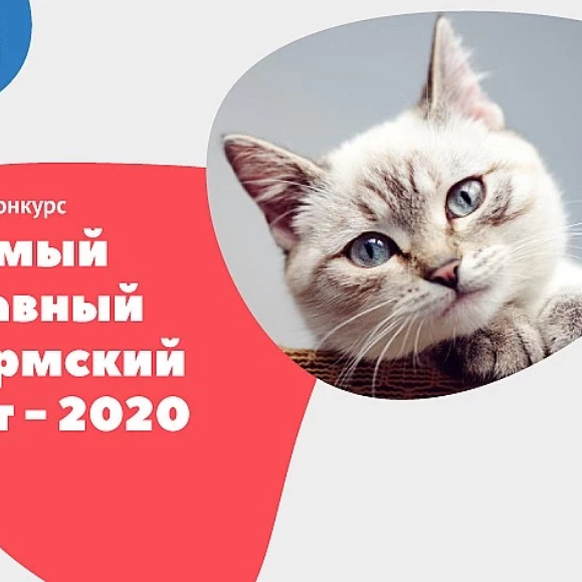 Пермский кот. Наши котики 2020. Коты 2020. Магазин квартир кот Пермь.