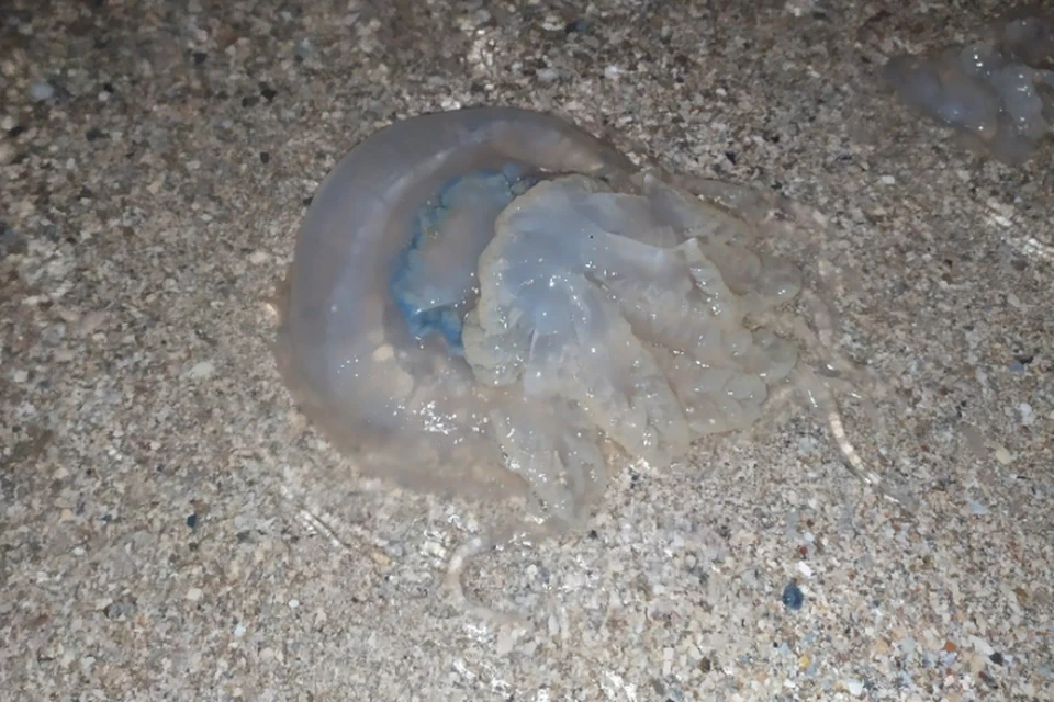 В Седово нашествие медуз