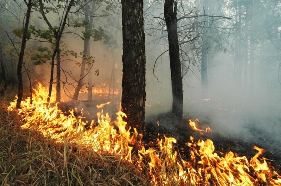 В Крыму продлили запрет на посещение лесов из-за высокой пожароопасности.