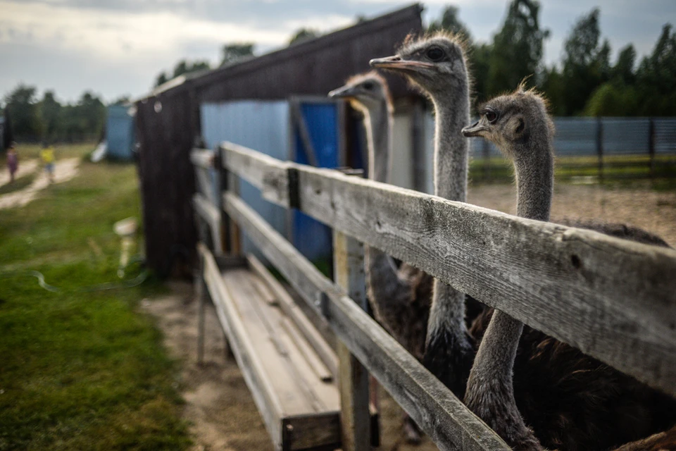 Из-за пандемии коронавируса страусиную ферму выставили на продажу.