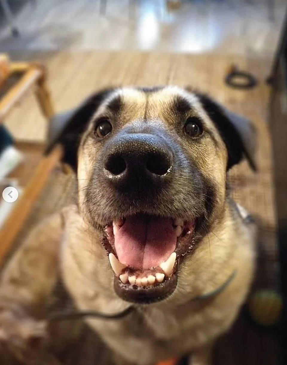 Фото из Instagram-аккаунта хозяйки собаки
