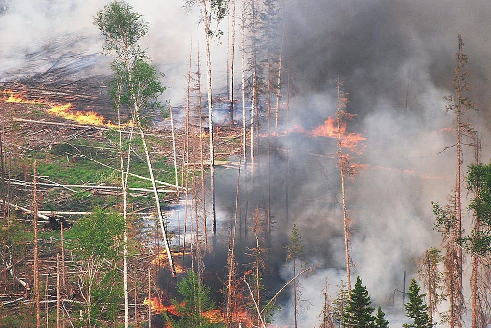 Пожары в лесах края ежедневно тушат более тысячи человек. Фото Виктор Чавайн.