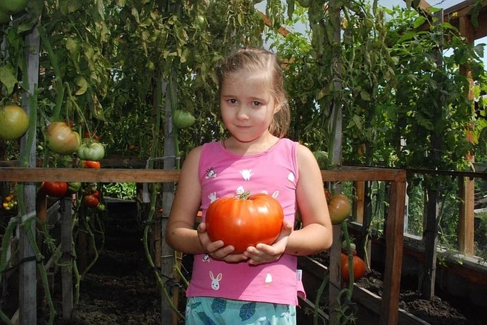 Такого размера помидорами в Минусинске никого не удивишь. Фото: пресс-служба Минусинска