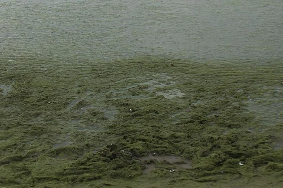 Туристы сейчас только и жалуются на водоросли на песчаных пляжах Анапы