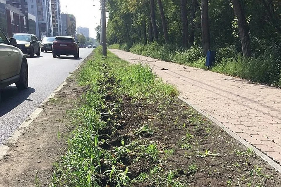 Кусты кизильника выкапывали с улицы Лесопарковой. Фото: администрация Челябинска