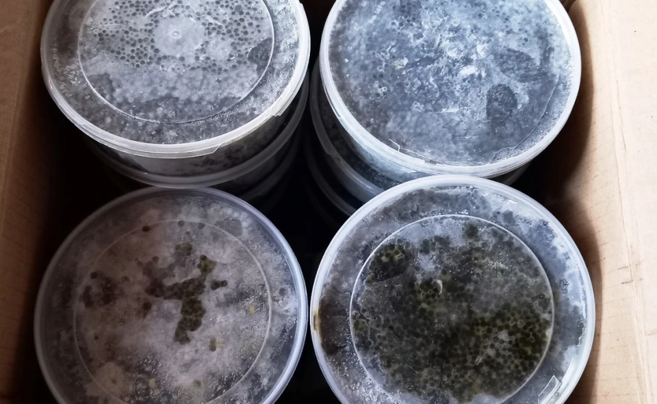 Черную икру тайком пытались провезти в Иркутск в грузовике с рыбой. Фото: пресс-служба Россельхознадзора по Иркутской области