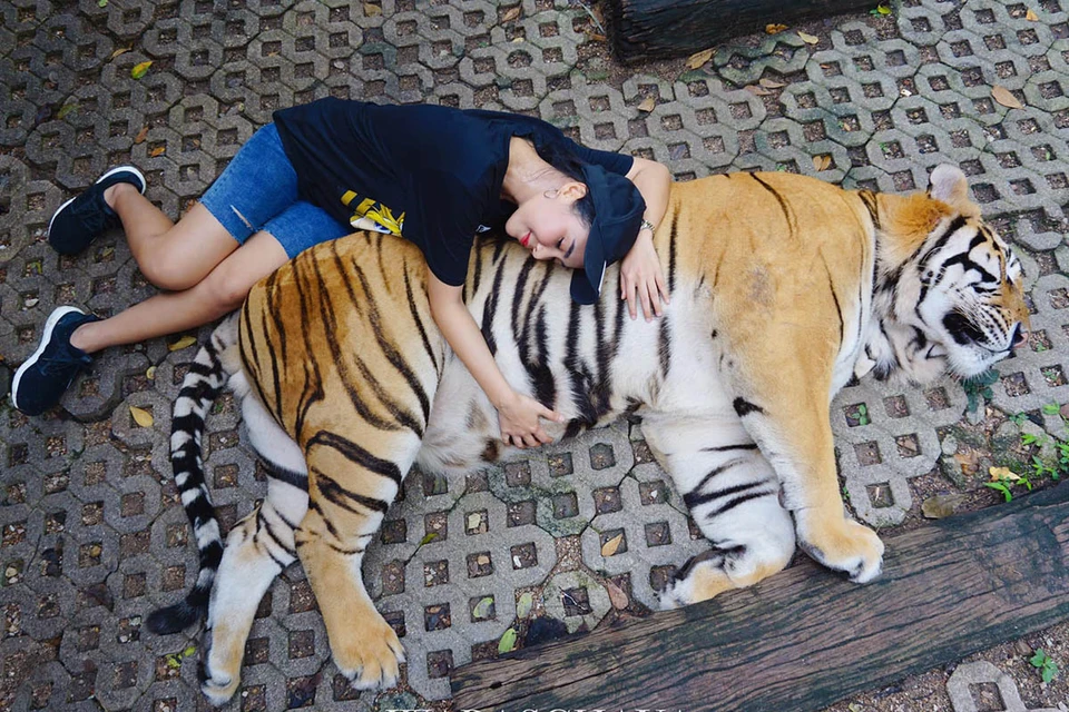 В тайском зоопарке «Королевство тигров» сфотографироваться с тигром или львенком за умеренную плату может любой желающий.
