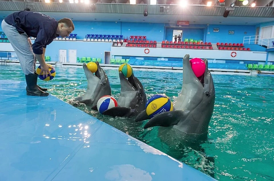 В Петербурге откроется дельфинарий спустя пять месяцев простоя из-за коронавируса
