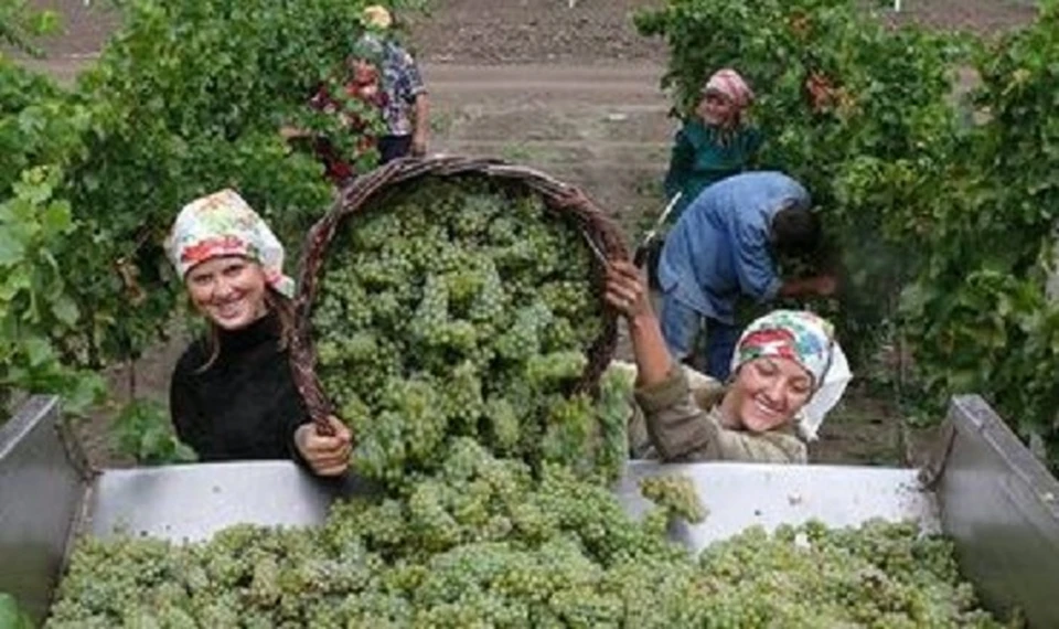 До ковидного года в Молдову собирать виноград ездили белорусские студенты. Фото: Belta.by