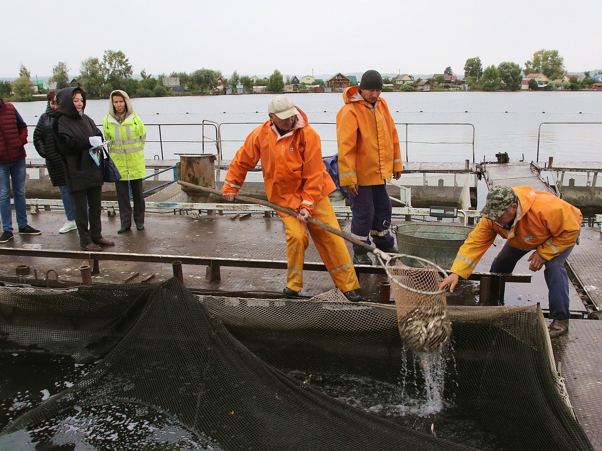 Кармановское водохранилище обогатилось белым амуром и толстолобиком - KP.RU