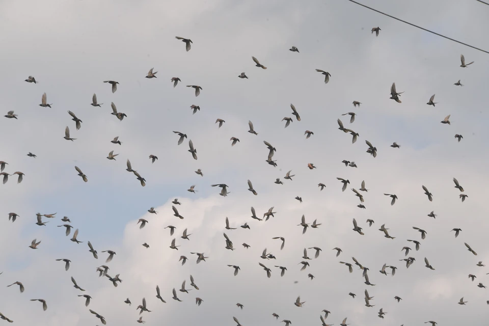 Биологи в США бьют тревогу из-за массовой гибели перелетных птиц