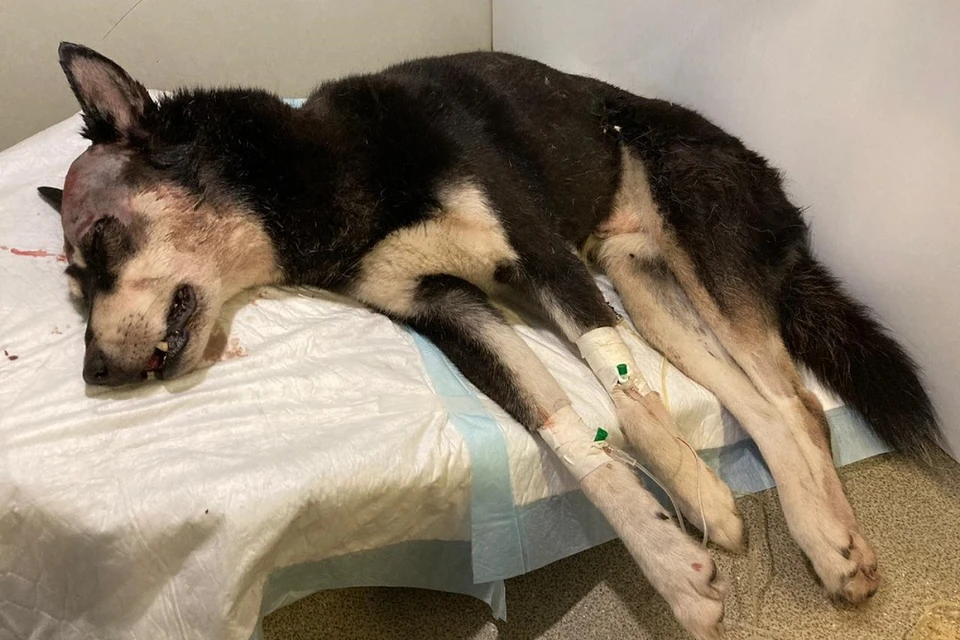 Жизнь избитому псу спасают ветеринары. Фото: vk.com/club126032008