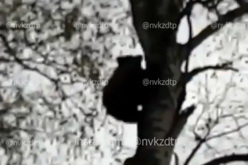 Медвежонок испугался новокузнечанина и забрался от страха на дерево. ФОТО: кадр видео ЧП|ДТП Новокузнецк