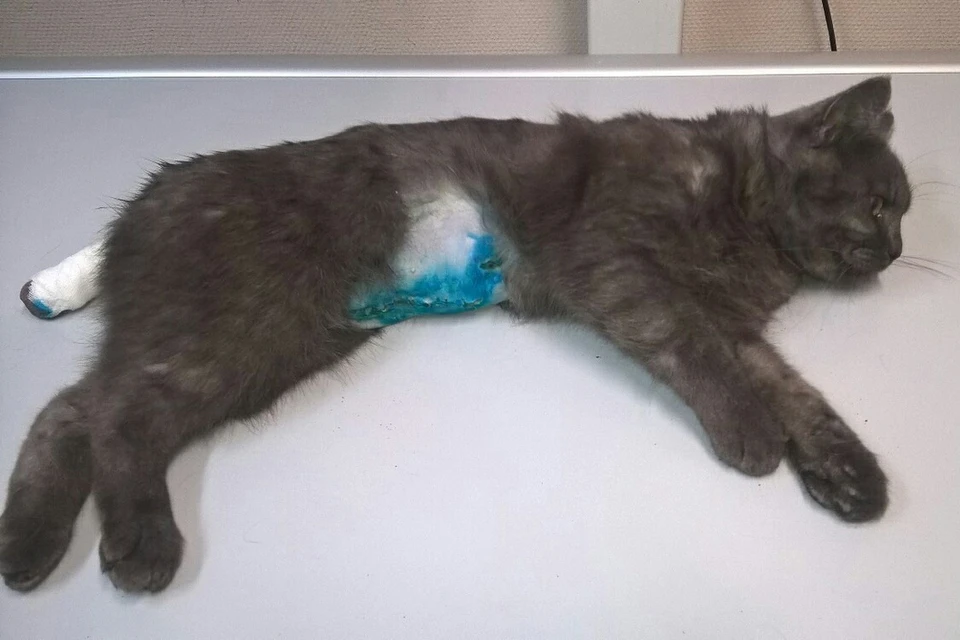 Кот Борис по-прежнему в стабильно тяжелом состоянии. Фото: "Джульбарс"