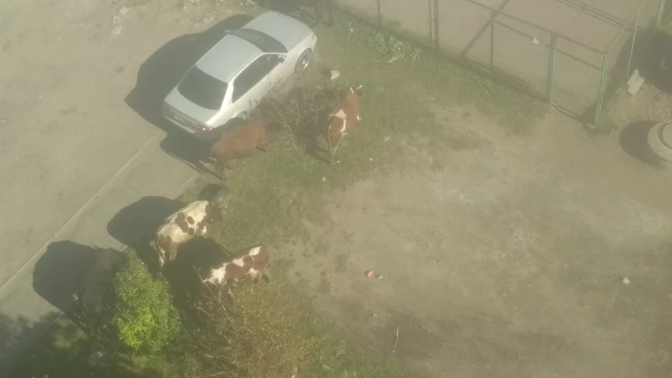 Стадо коров выгуливали во дворе жилого дома.