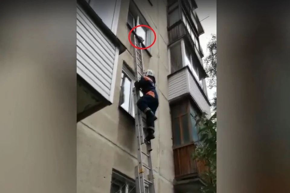 Утром 2 октября в Новосибирске спасатели приехали на не совсем обычный вызов. Фото: Кадр из видео