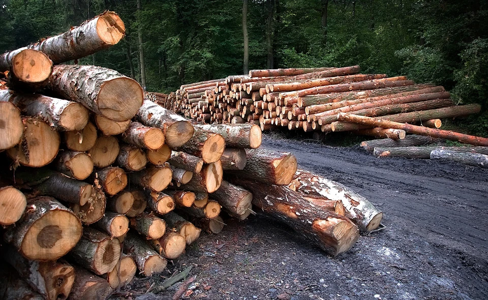 В Нижневартовском районе заведено уголовное дело за незаконную вырубку леса Фото: pixabay.com