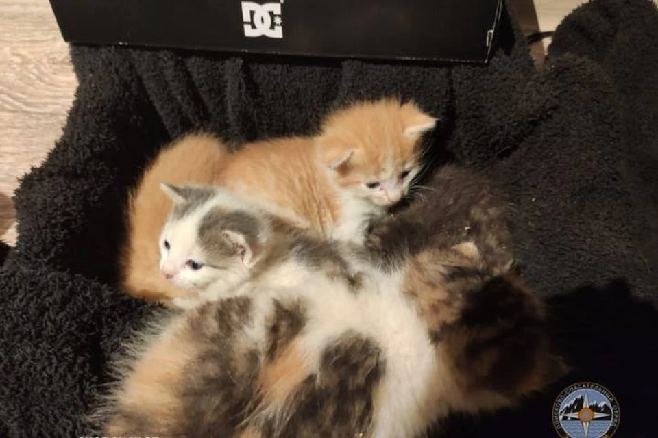 Маленьких котят спасли из западни под крыльцом новостройки в Мурино / Фото: Кошкиспас