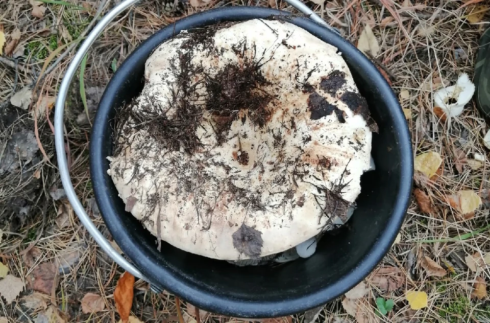 Фото: vk.com/omskmushroom
