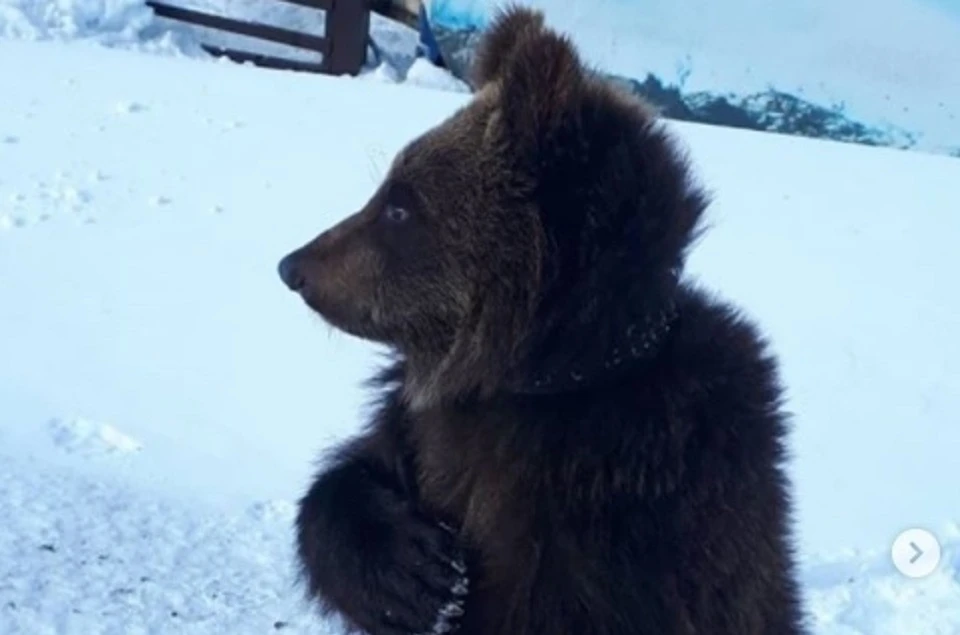Снега в Сибири боятся даже медведи: видео первой встречи с «белыми мухами» маленького топтыгина. Фото: Сибирский зоопарк в Листвянке