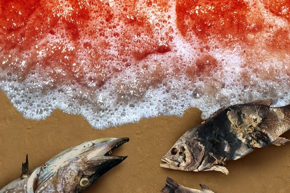 Ученые полагают, что «красный прилив» спровоцировал гибель морских организмов в Авачинском заливе на Камчатке.
