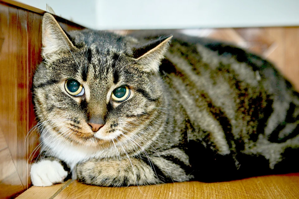 Симба здоров, привит, приучен к лотку и готов к встрече с новыми хозяевами. Фото предоставлено мини-приютом «Счастливый кот».