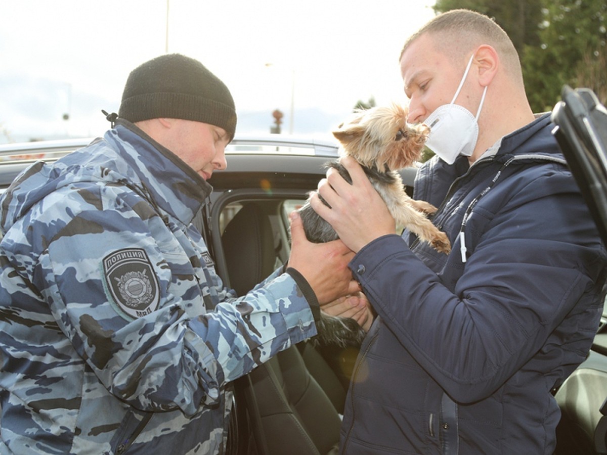 Полицейский в Коми спас маленького задыхающегося йорка - KP.RU