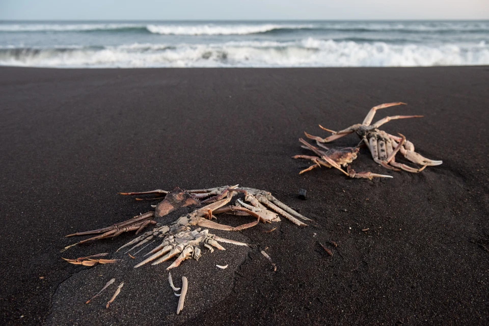 Причиной массовой гибели морских животных на Камчатке назвали красный прилив.