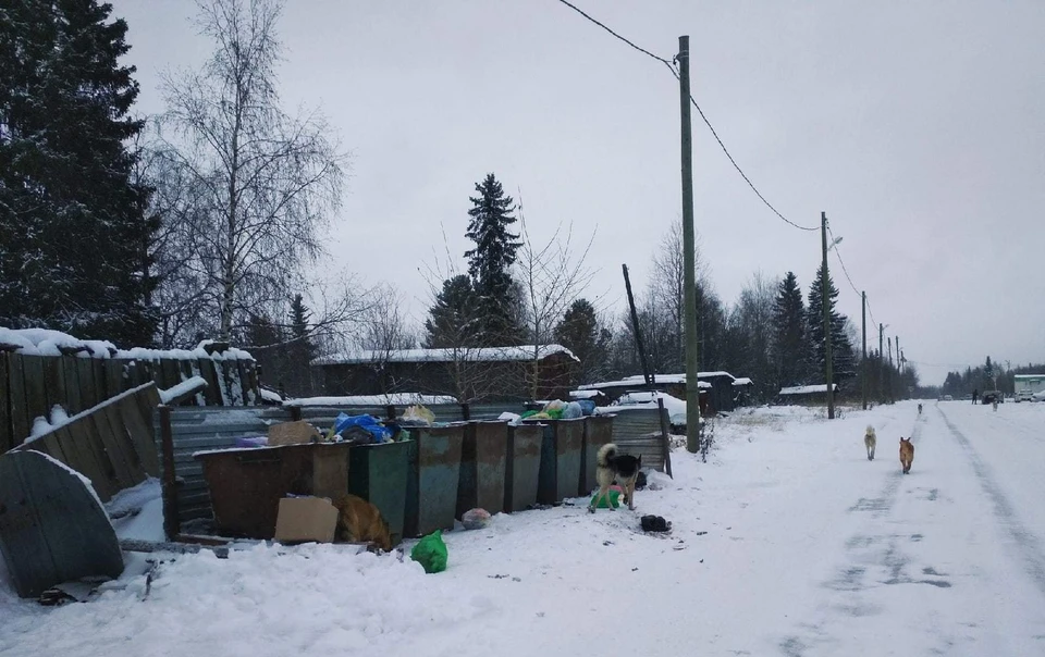 Большинство контейнерных площадок райцентра не отвечает санитарно-эпидемиологическим требованиям, не огорожены по периметру и не оборудованы водонепроницаемым покрытием. Фото: ПроНашДом Троицко-Печорск