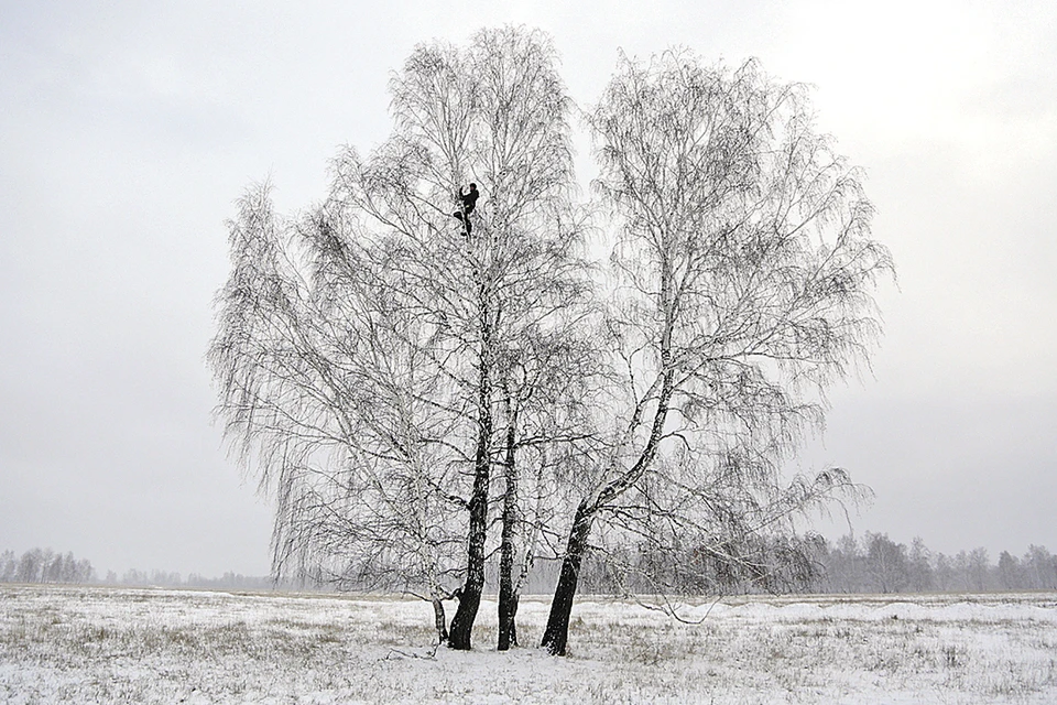 Алексей готов взбираться на дерево, даже когда на морозе руки дубеют. Фото: Евгений СОФИЙЧУК/ТАСС