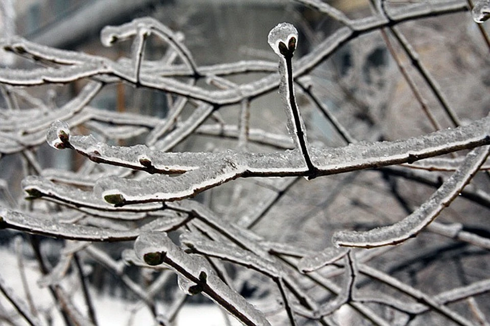 Ледяной дождь 2010