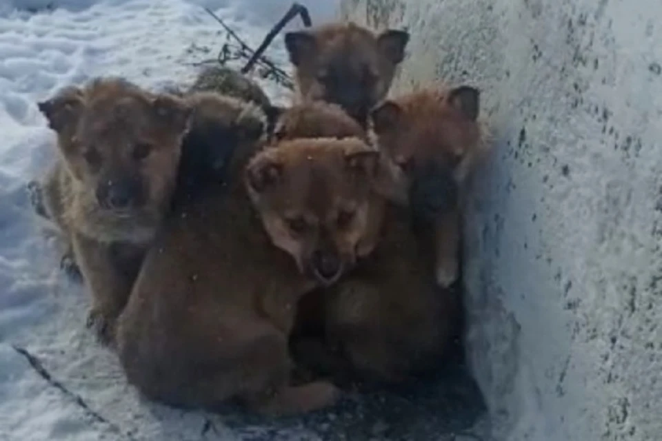 Шестерых щенков бросили в сугробе в Шерегеше. ФОТО: из личного архива героя публикации