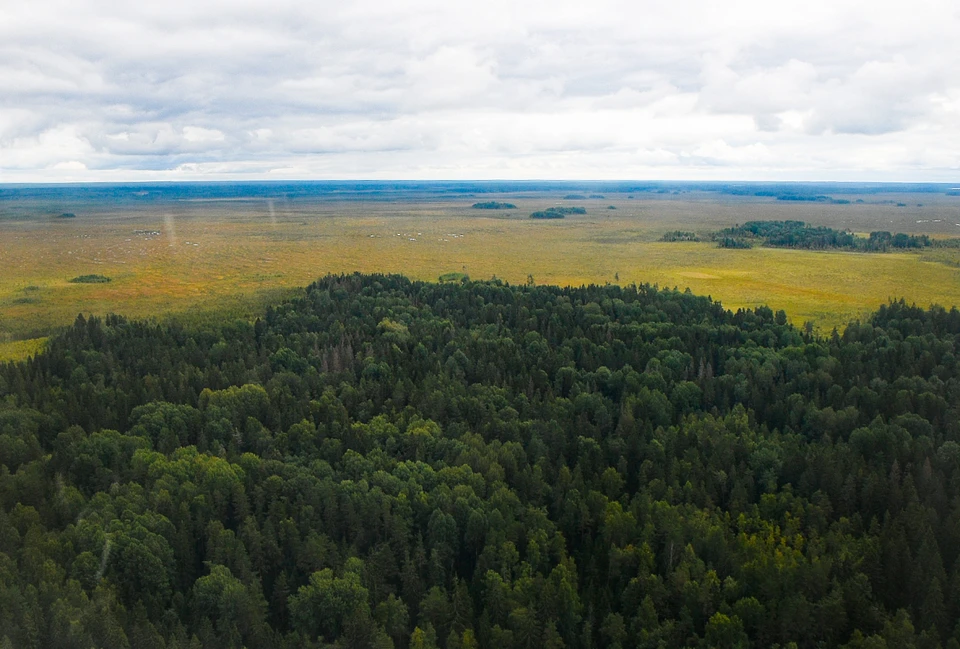 Лесной фонд увеличился на 410 га Фото: ПТО