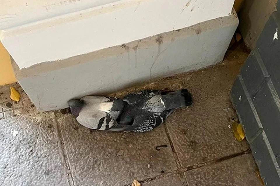 Видеозапись предполагаемой убийцы петербургских голубей появилась в Сети. Фото: vk.com/ilyaglagolev92