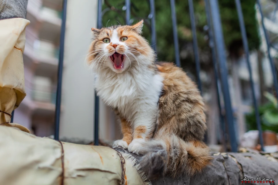 Поздней осенью у котиков испортился характер. Фото: Алекс Кедми/VK