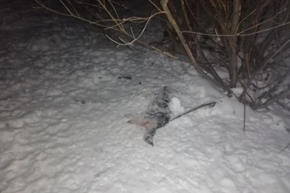 В окрестностях садовых обществ нашли несколько убитых собак Фото: соцсети