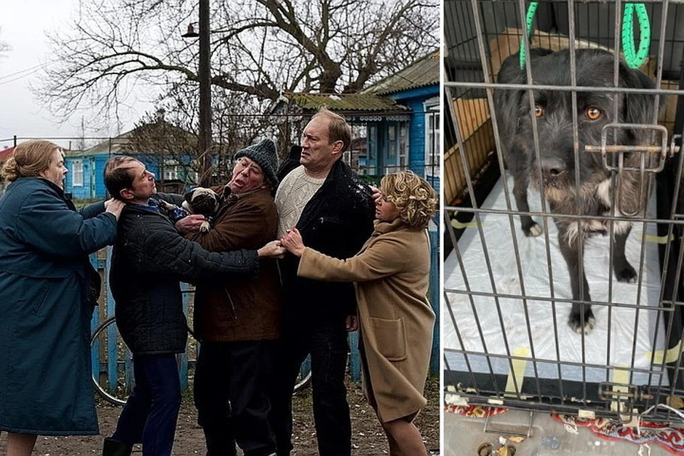 Благодаря столичным киношникам донской пес нашел новый дом. Фото: предоставлено Мостелефильм и Инстаграм juliaaug.