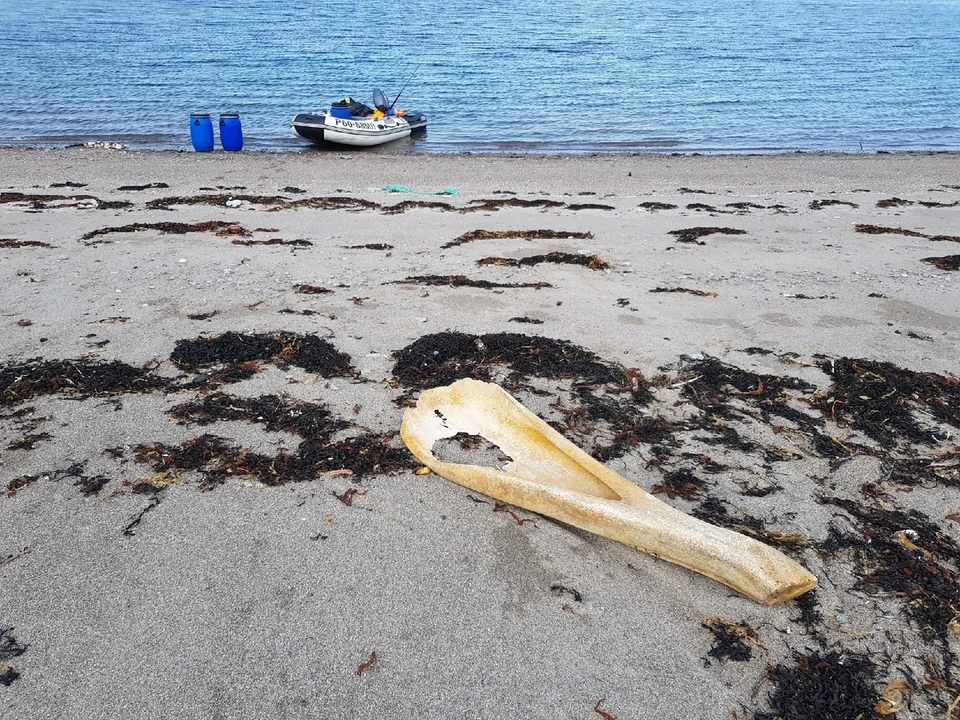 Кость нашли на безлюдном пляже в Териберке. Фото: Антон Чайко
