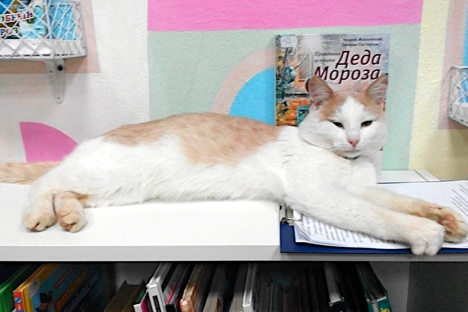 Новый кот пришел на стажировку на должность кота-библиотекаря в Городенскую библиотеку. Фото: группа в соцсетях Библиотеки в Городне – ВК/bibliotekagorodnya.
